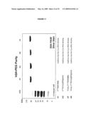 COMPOSITIONS AND METHODS FOR THE PREPARATION OF PROTEASE RESISTANT HUMAN GROWTH HORMONE GLYCOSYLATION MUTANTS diagram and image