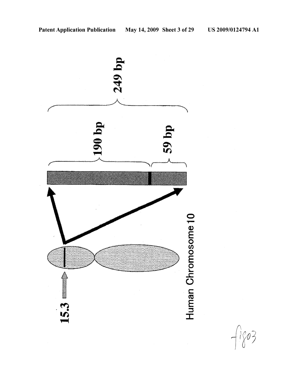 hTERT GENE EXPRESSION REGULATORY GENE - diagram, schematic, and image 04