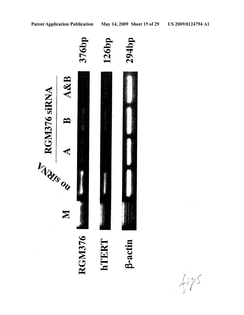 hTERT GENE EXPRESSION REGULATORY GENE - diagram, schematic, and image 16