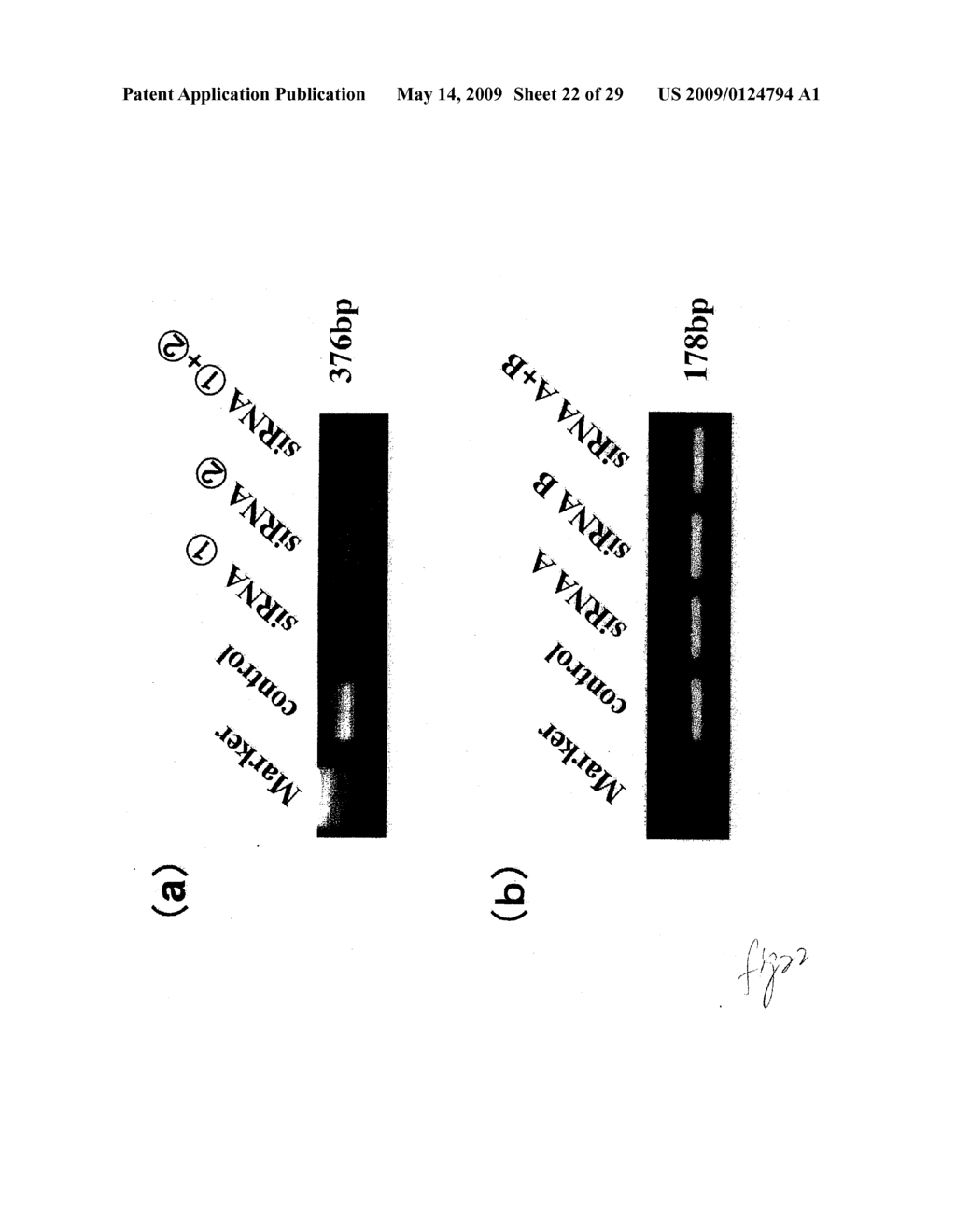 hTERT GENE EXPRESSION REGULATORY GENE - diagram, schematic, and image 23