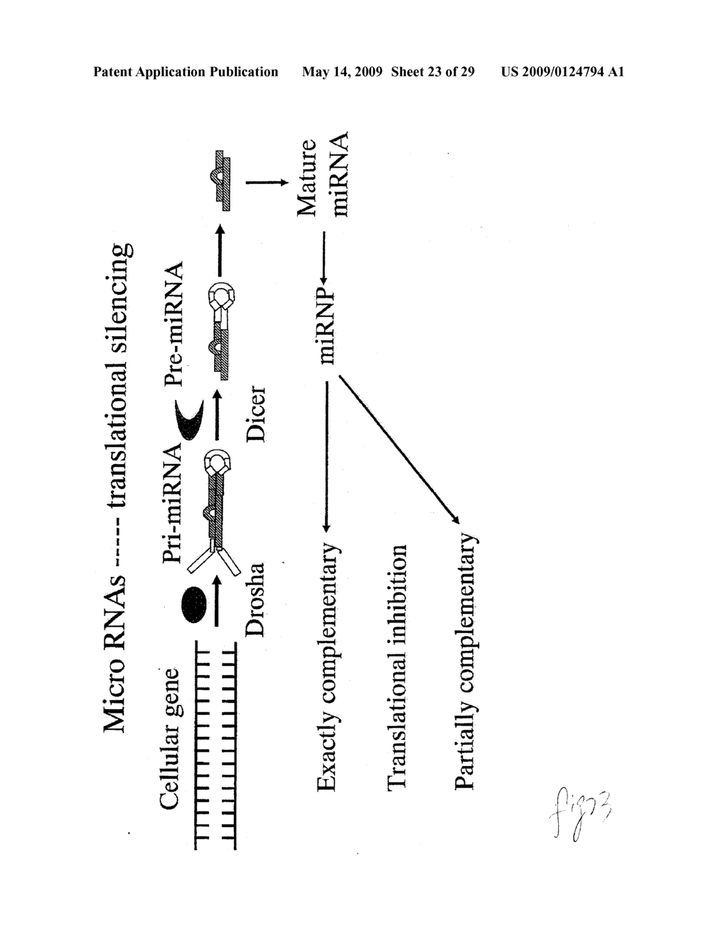 hTERT GENE EXPRESSION REGULATORY GENE - diagram, schematic, and image 24