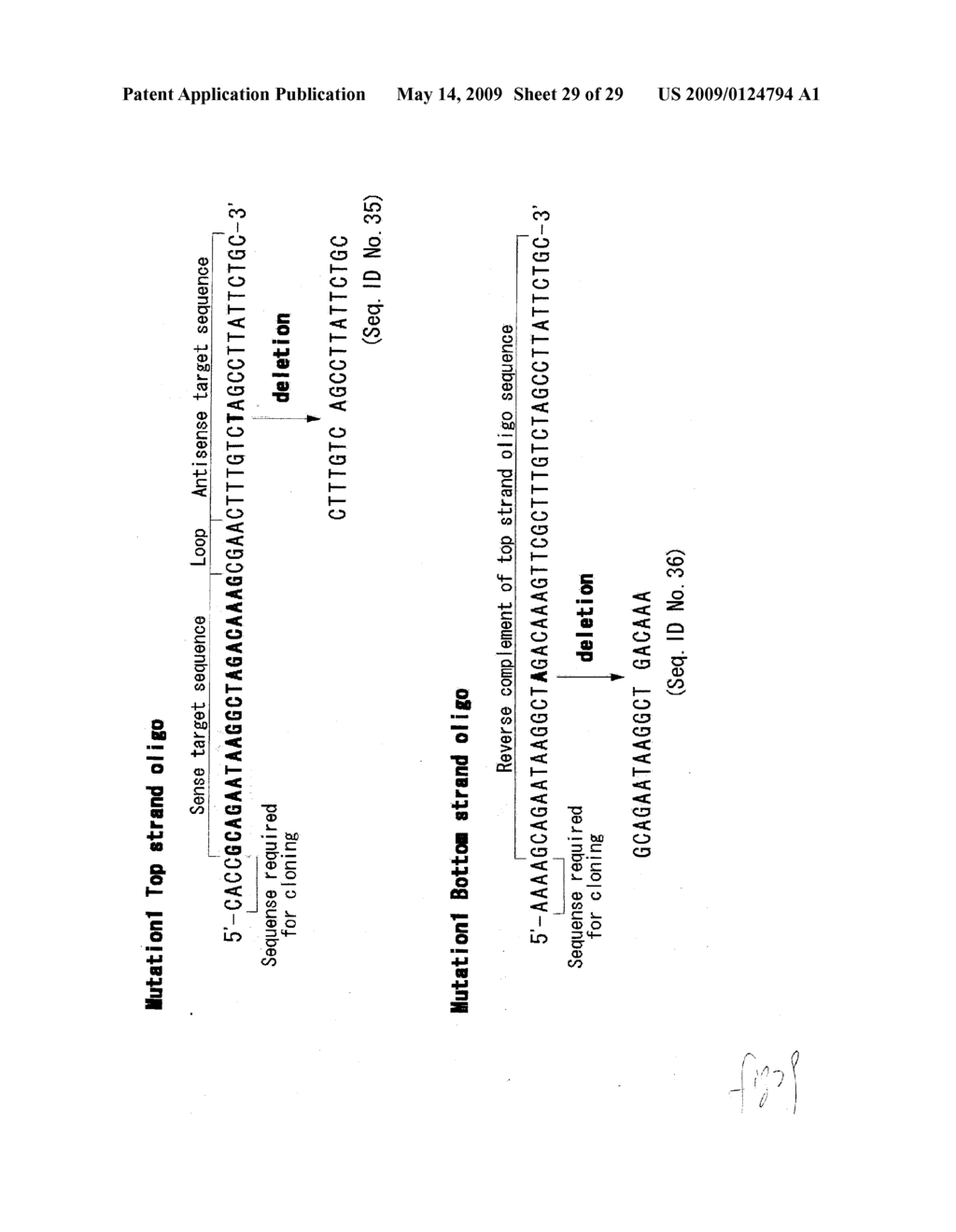 hTERT GENE EXPRESSION REGULATORY GENE - diagram, schematic, and image 30