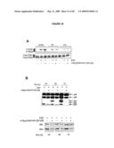 DIFFERENTIATION OF STEM CELLS AND STABILIZATION OF PHENOTYPICAL PROPERTIES OF PRIMARY CELLS diagram and image