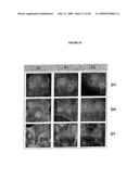 DIFFERENTIATION OF STEM CELLS AND STABILIZATION OF PHENOTYPICAL PROPERTIES OF PRIMARY CELLS diagram and image