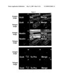 Multipotent adult stem cells diagram and image