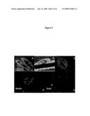 Multipotent adult stem cells diagram and image