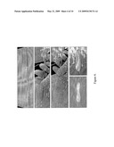 POLY (ESTER URETHANE) UREA FOAMS WITH ENHANCED MECHANICAL AND BIOLOGICAL PROPERTIES diagram and image