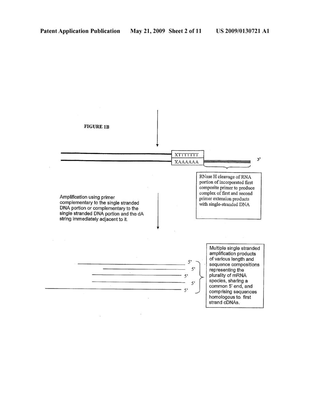 IMPROVED NUCLEIC ACID AMPLIFICATION PROCEDURE - diagram, schematic, and image 03