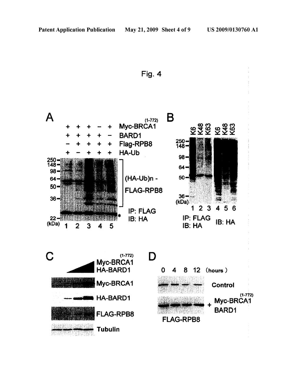 METHOD FOR THE UBIQUITINATION OF COMMON SUBUNIT OF RNA POLYMERASES - diagram, schematic, and image 05