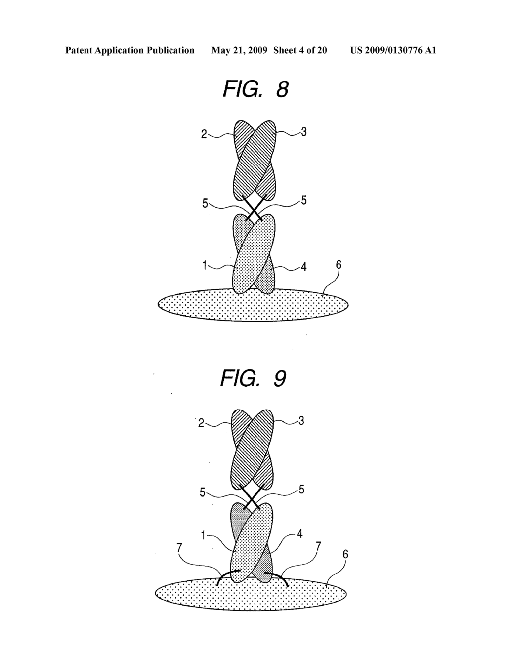 BINDING PROTEIN MOLECULE - diagram, schematic, and image 05