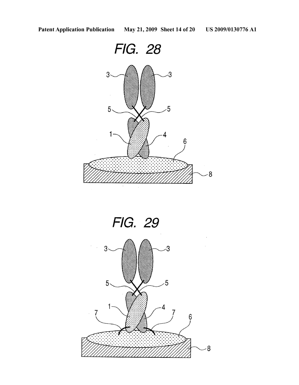 BINDING PROTEIN MOLECULE - diagram, schematic, and image 15