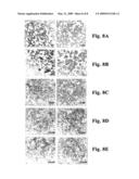 FURIN INHIBITORS diagram and image