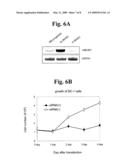 Novel Use of MLN51 Gene and Protein diagram and image