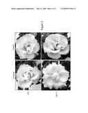 Methods for Improving Flowering Characteristics Using Methyl Dihydrojasmonate diagram and image