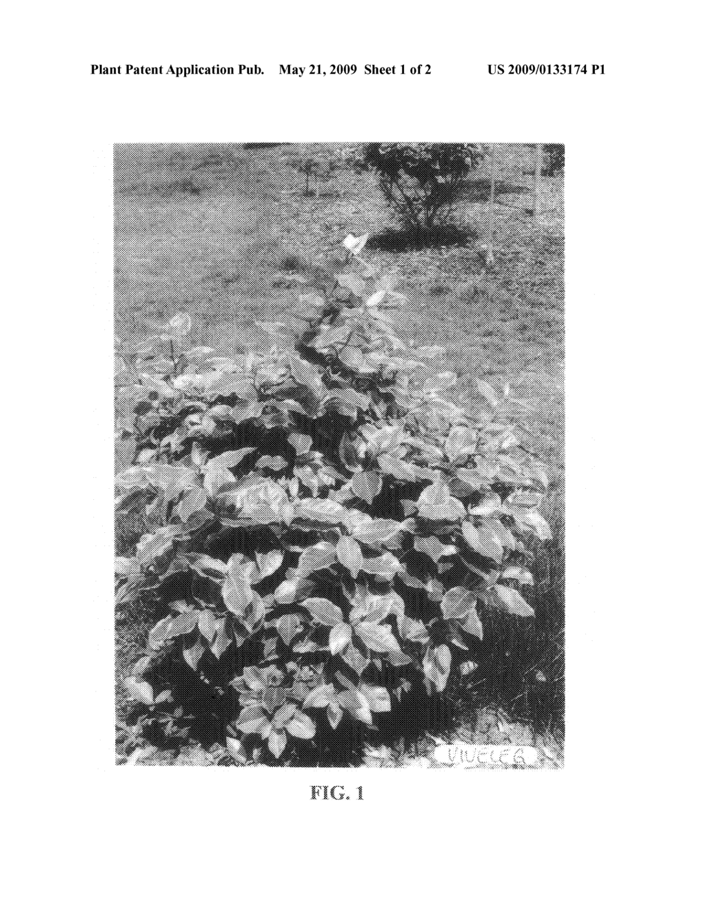 Elaeagnus plant named 'viveleg' - diagram, schematic, and image 03