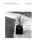 VARIETY OF CORDYLINE PLANT NAME  RIC01  diagram and image