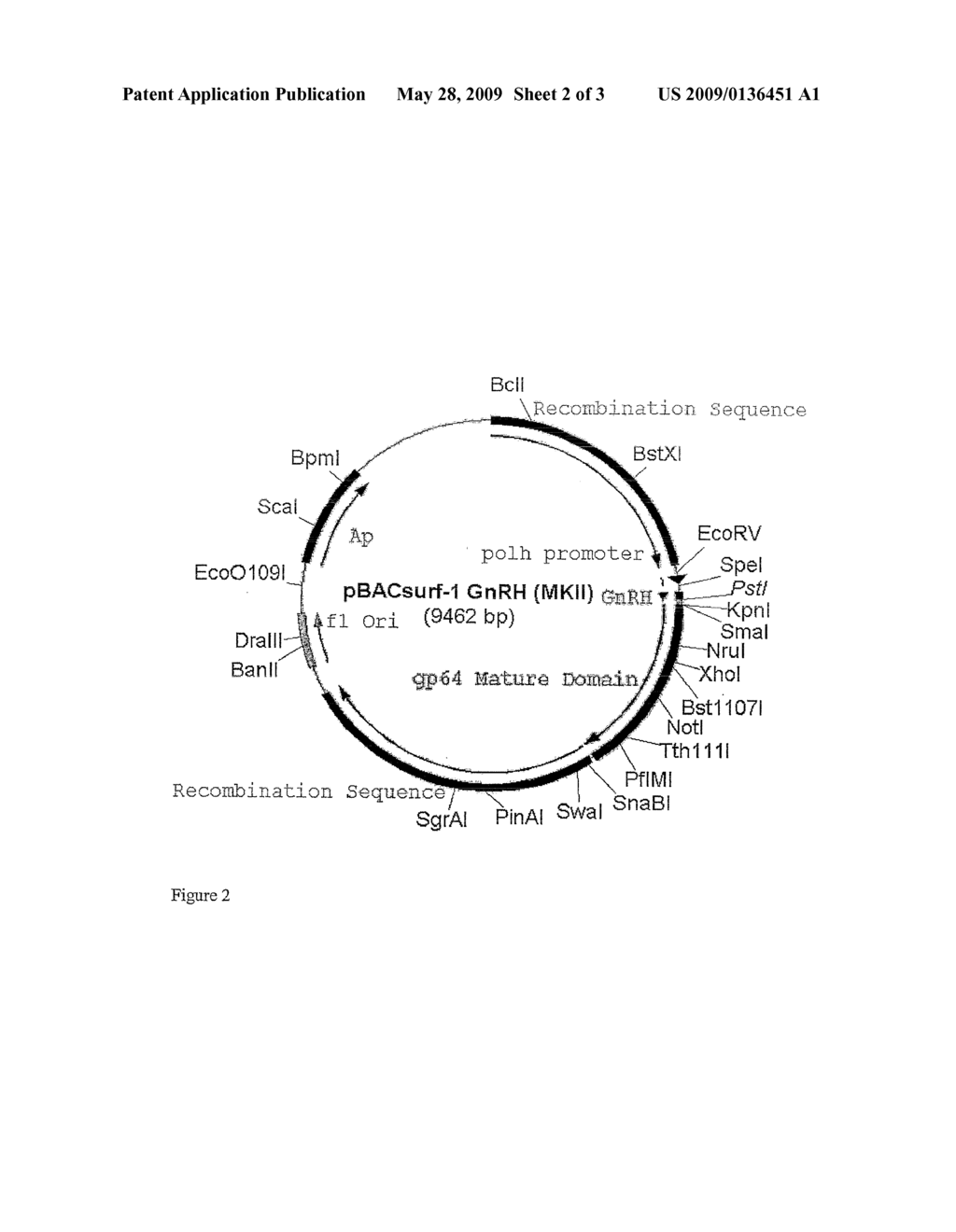 Humanised Baculovirus - diagram, schematic, and image 03