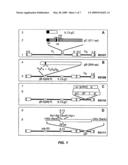 TARGETING OF HERPES SIMPLEX VIRUS TO SPECIFIC RECEPTORS diagram and image