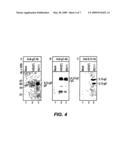 TARGETING OF HERPES SIMPLEX VIRUS TO SPECIFIC RECEPTORS diagram and image