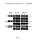 COMPOSITIONS FOR PREVENTING OR TREATING SKIN DEFECTS AND METHODS OF USE THEREOF diagram and image