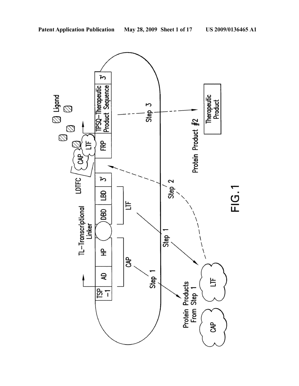 Therapeutic Gene-Switch Constructs and Bioreactors for the Expression of Biotherapeutic Molecules, and Uses Thereof - diagram, schematic, and image 02