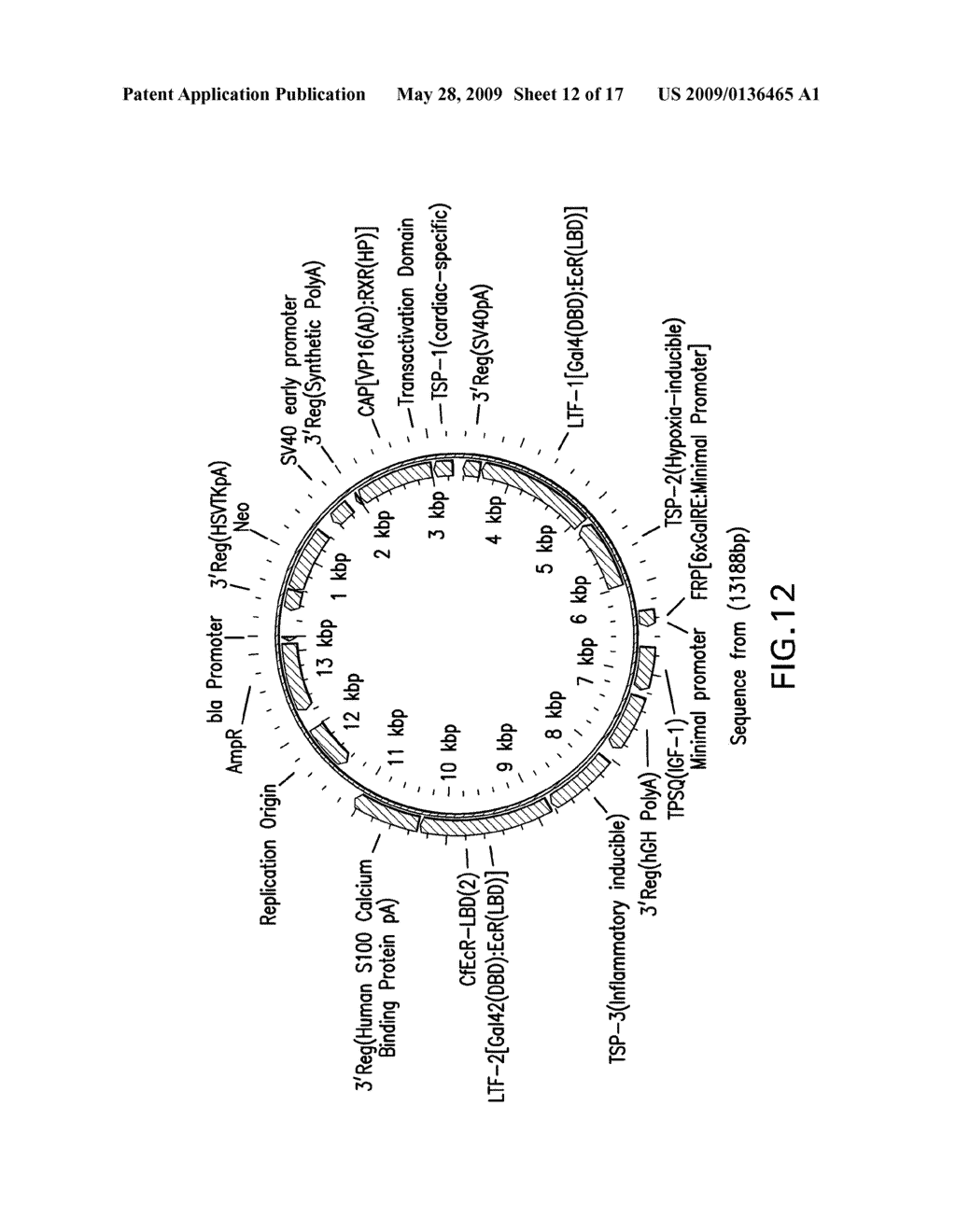 Therapeutic Gene-Switch Constructs and Bioreactors for the Expression of Biotherapeutic Molecules, and Uses Thereof - diagram, schematic, and image 13