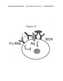 Methods and compositions for inhibiting CD32B expressing cells diagram and image