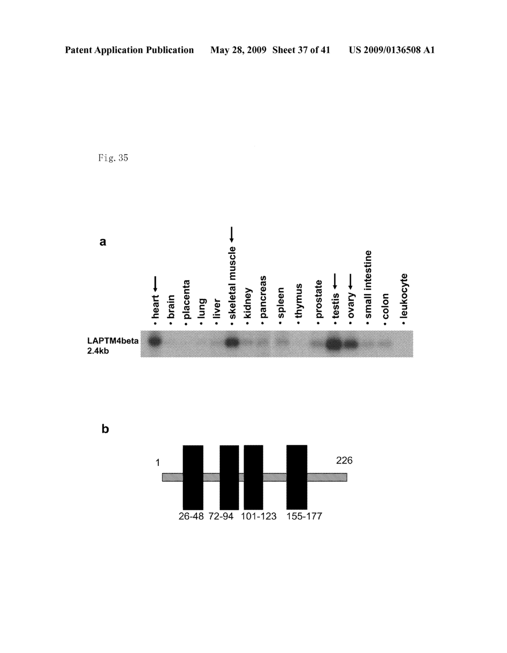 METHOD OF DIAGNOSING COLON AND GASTRIC CANCERS - diagram, schematic, and image 38