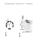 MITOCHONDRIAL LOCALIZATION OF MUC1 diagram and image