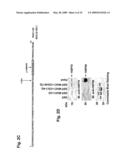 MITOCHONDRIAL LOCALIZATION OF MUC1 diagram and image