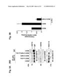 MITOCHONDRIAL LOCALIZATION OF MUC1 diagram and image