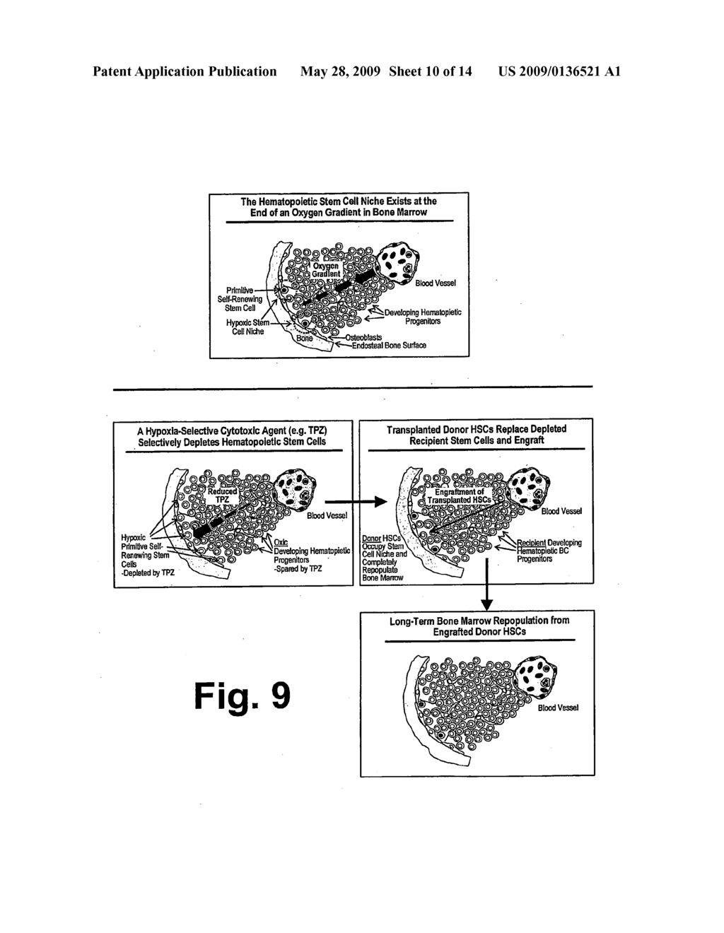 Method for Selectively Depleting Hypoxic Cells - diagram, schematic, and image 11