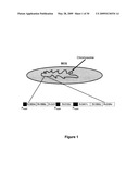 NOVEL RECOMBINANT BCG TUBERCULOSIS VACCINE DESIGNED TO ELICIT IMMUNE RESPONSES TO MYCOBACTERIUM TUBERCULOSIS IN ALL PHYSIOLOGICAL STAGES OF INFECTION AND DISEASE diagram and image