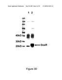 NOVEL RECOMBINANT BCG TUBERCULOSIS VACCINE DESIGNED TO ELICIT IMMUNE RESPONSES TO MYCOBACTERIUM TUBERCULOSIS IN ALL PHYSIOLOGICAL STAGES OF INFECTION AND DISEASE diagram and image