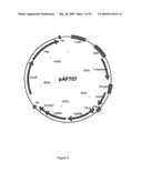 NOVEL RECOMBINANT BCG TUBERCULOSIS VACCINE DESIGNED TO ELICIT IMMUNE RESPONSES TO MYCOBACTERIUM TUBERCULOSIS IN ALL PHYSIOLOGICAL STAGES OF INFECTION AND DISEASE diagram and image