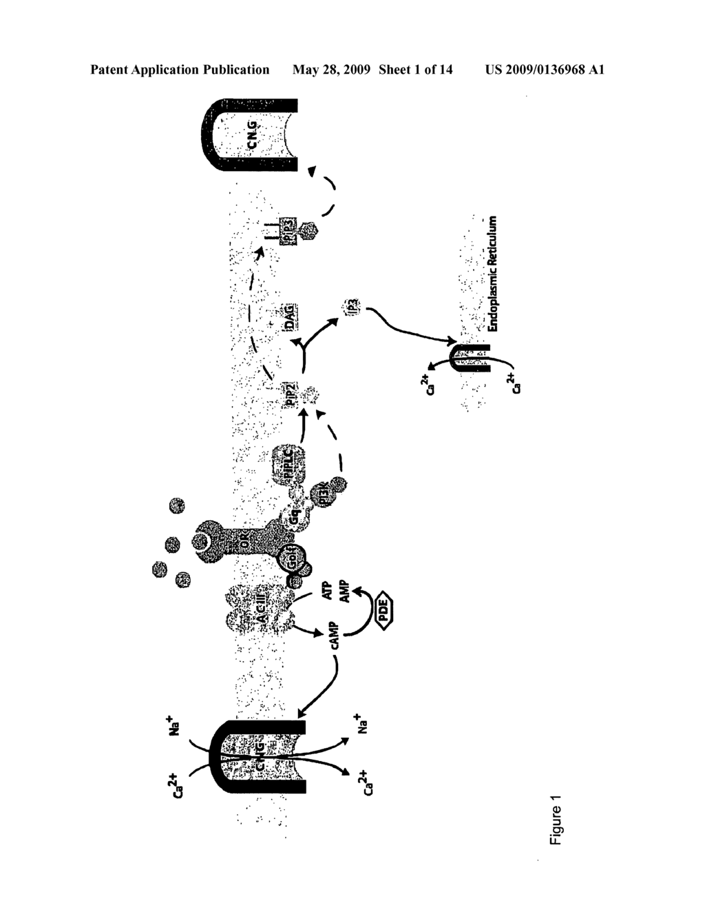 Novel in vitro methods for studying receptors recognizing volatile compounds - diagram, schematic, and image 02