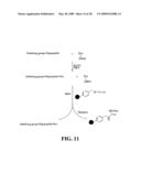 CD10-activated prodrug compounds diagram and image