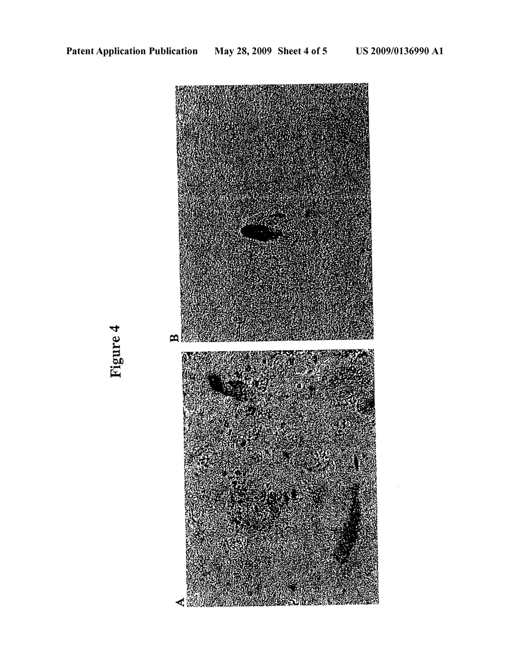 METHODS FOR IDENTIFYING SUBSTANCES FOR THE TREATMENT OF ALZHEIMER'S DISEASE - diagram, schematic, and image 05