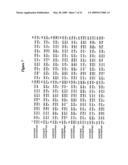 IL-12 for Expression in Mammalian Cell diagram and image