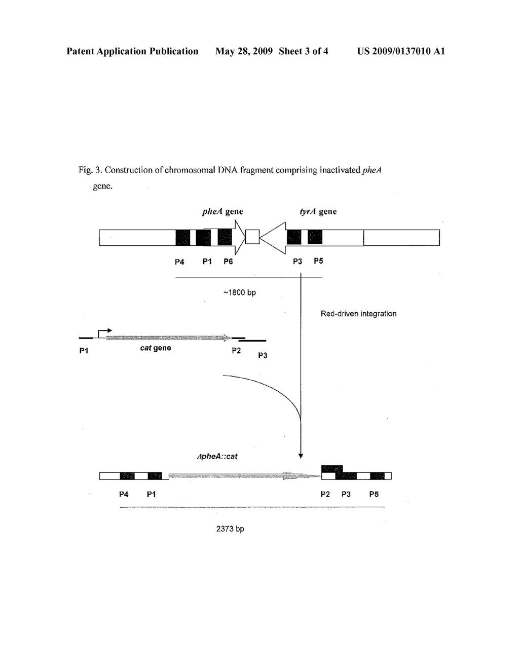 METHOD FOR PRODUCING AMINO ACIDS USING BACTERIUM OF THE ENTEROBACTERIACEAE FAMILY - diagram, schematic, and image 04