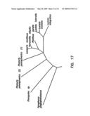 Thermostable luciferases and methods of production diagram and image