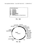 Thermostable luciferases and methods of production diagram and image