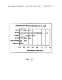 Thermostable luciferases and methods of production diagram and image