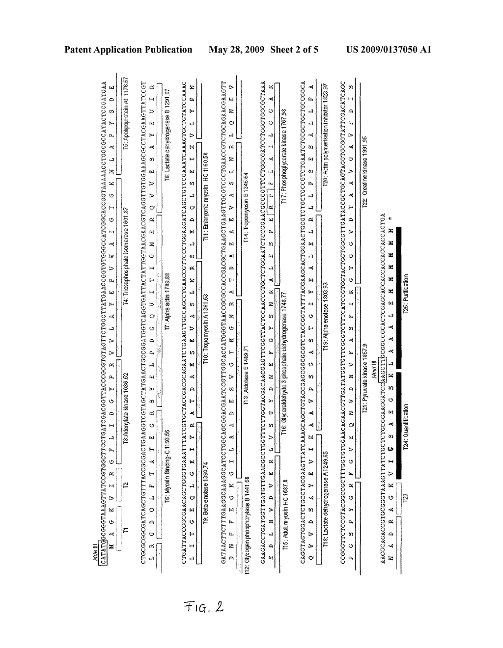 Artificial protein, method for absolute quantification of proteins and uses thereof - diagram, schematic, and image 03