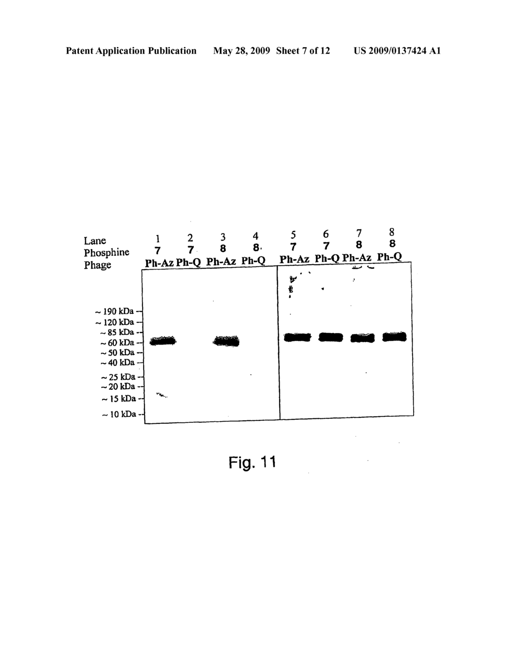 Selective Posttranslational Modification of Phage-Displayed Polypeptides - diagram, schematic, and image 08