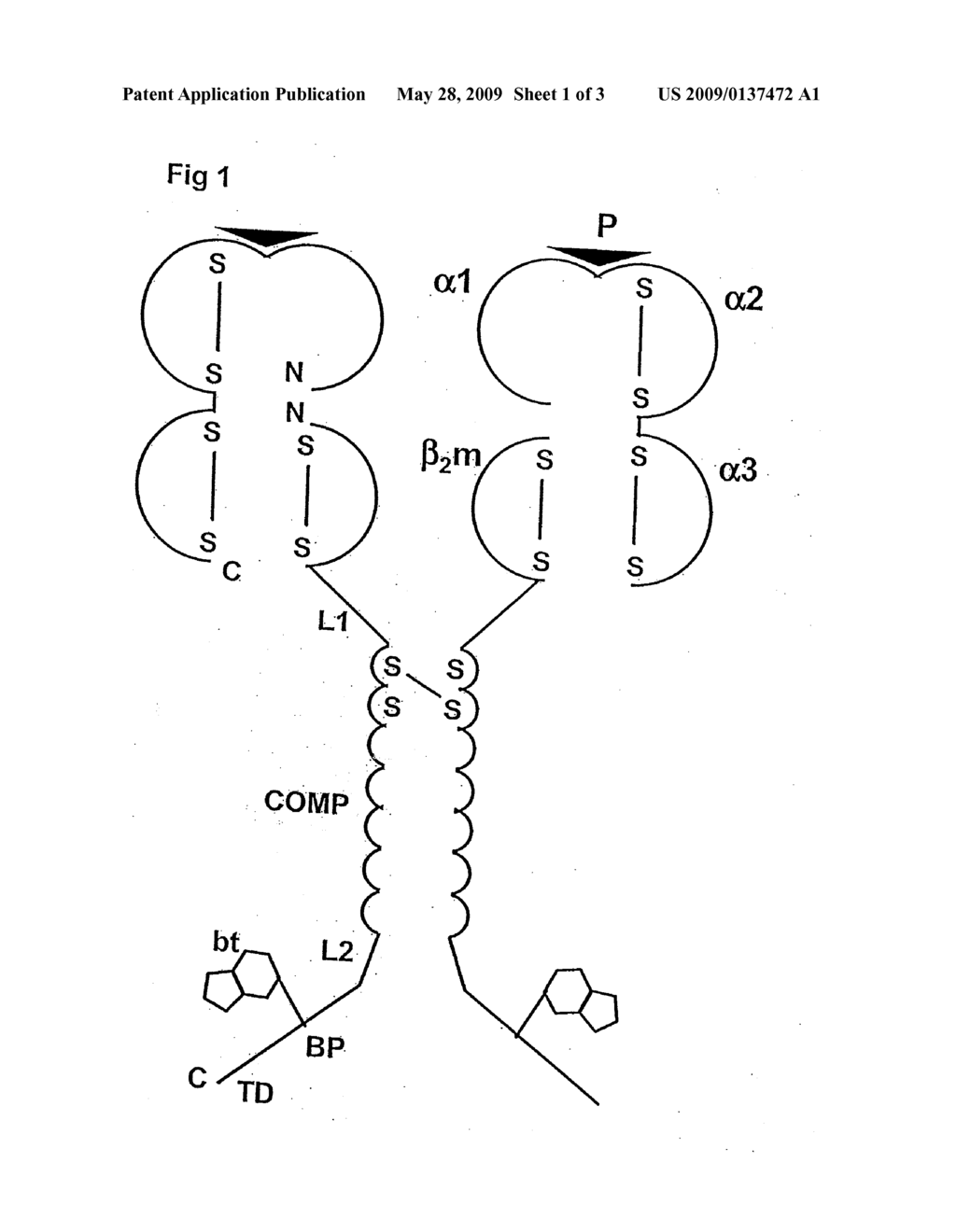 CHIMERIC MHC PROTEIN AND OLIGOMER THEREOF - diagram, schematic, and image 02