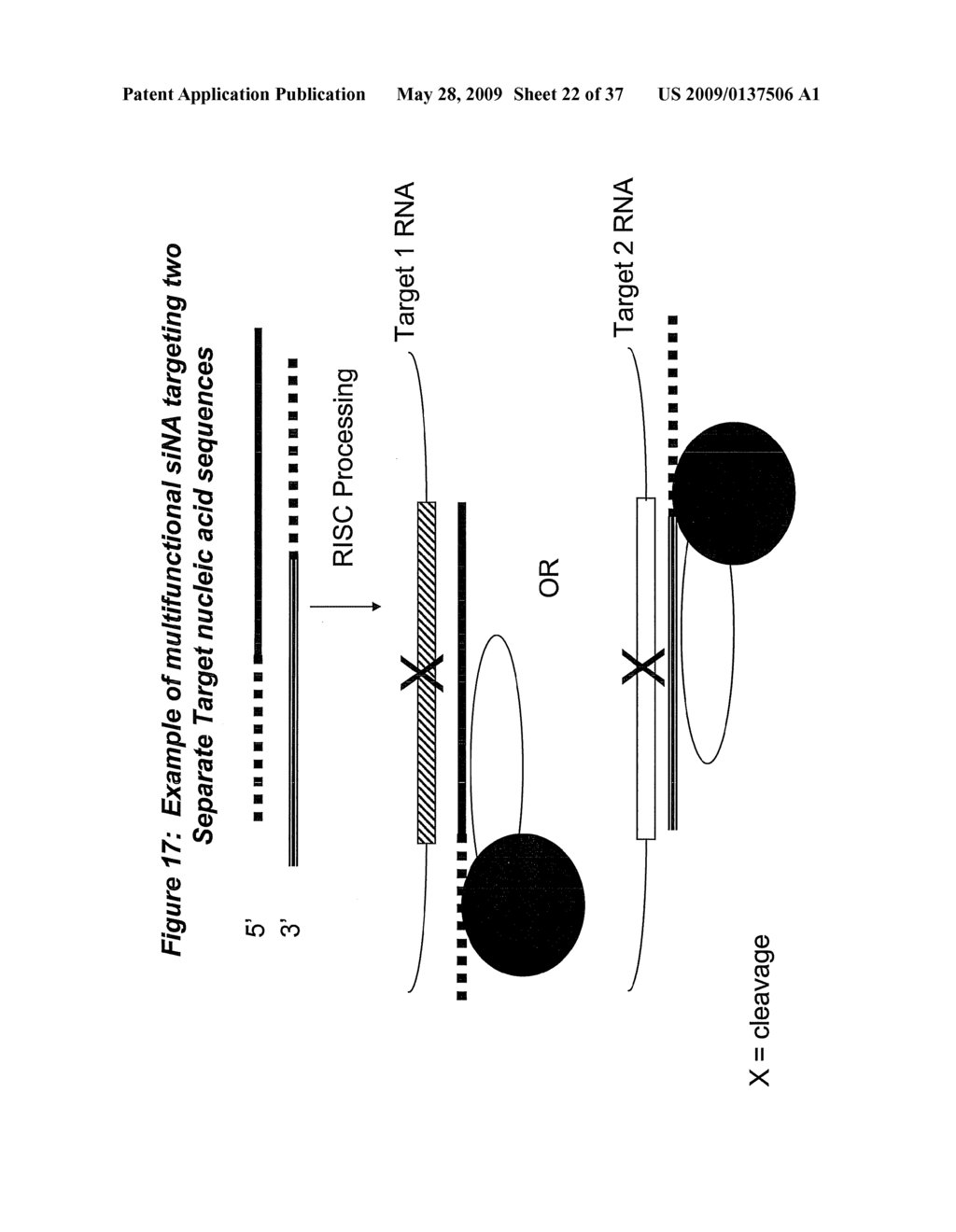 RNA Interference Mediated Inhibition of Cyclic Nucleotide Type 4 Phosphodiesterase (PDE4B) Gene Expression Using Short Interfering Nucleic Acid (siNA) - diagram, schematic, and image 23