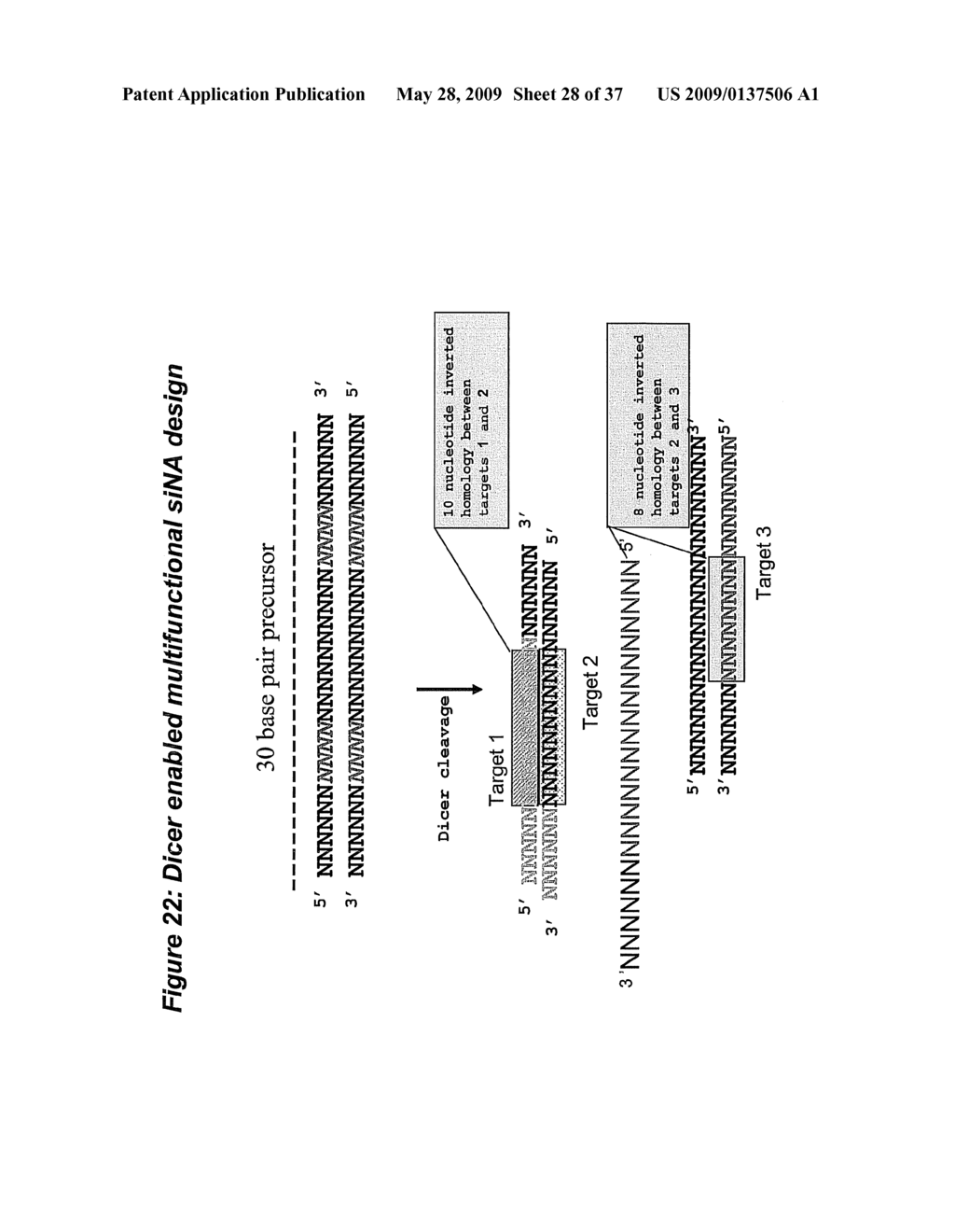 RNA Interference Mediated Inhibition of Cyclic Nucleotide Type 4 Phosphodiesterase (PDE4B) Gene Expression Using Short Interfering Nucleic Acid (siNA) - diagram, schematic, and image 29