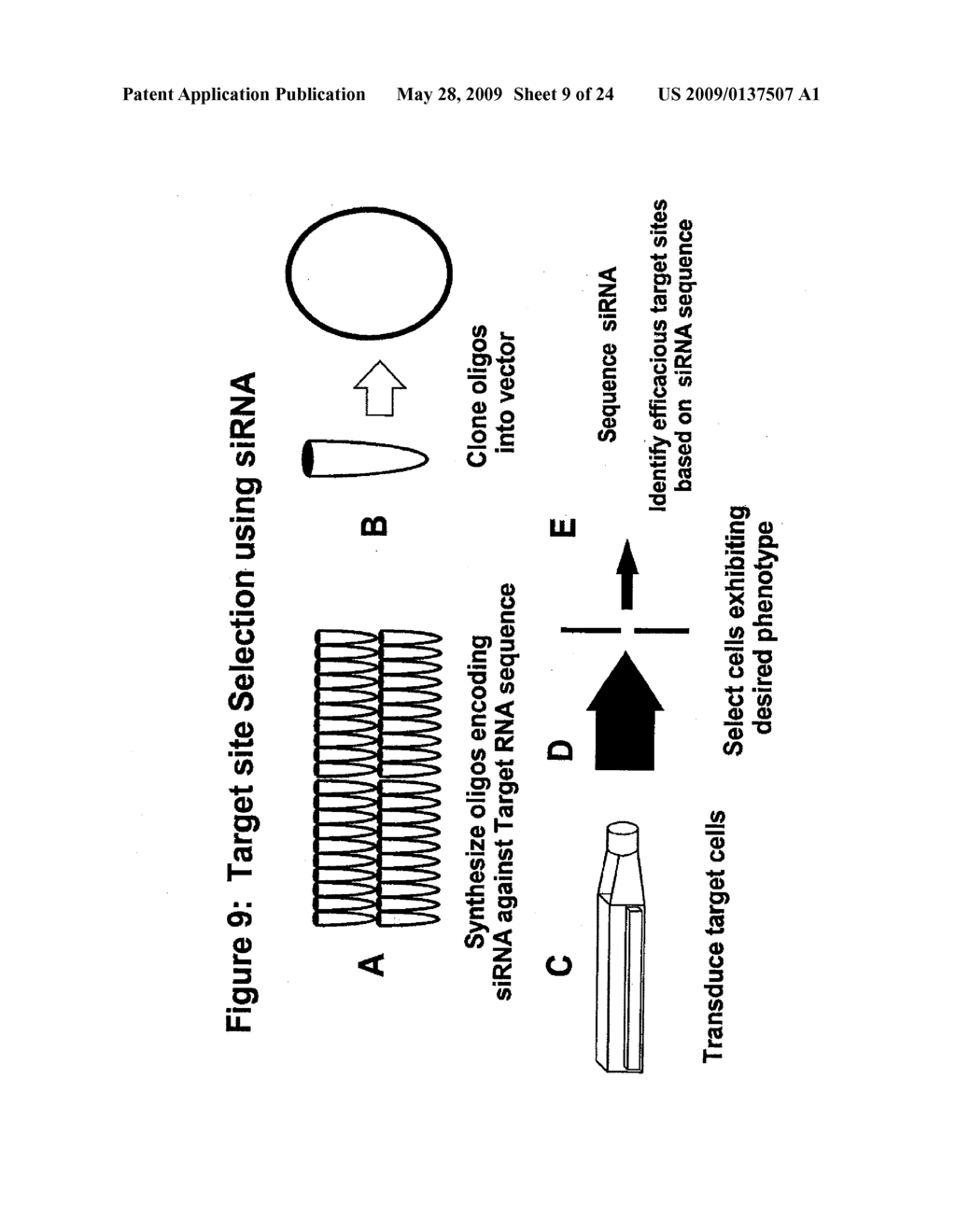 RNA INTERFERENCE MEDIATED INHIBITION OF ANGIOPOIETIN GENE EXPRESSION USING SHORT INTERFERING NUCLEIC ACID (siNA) - diagram, schematic, and image 10