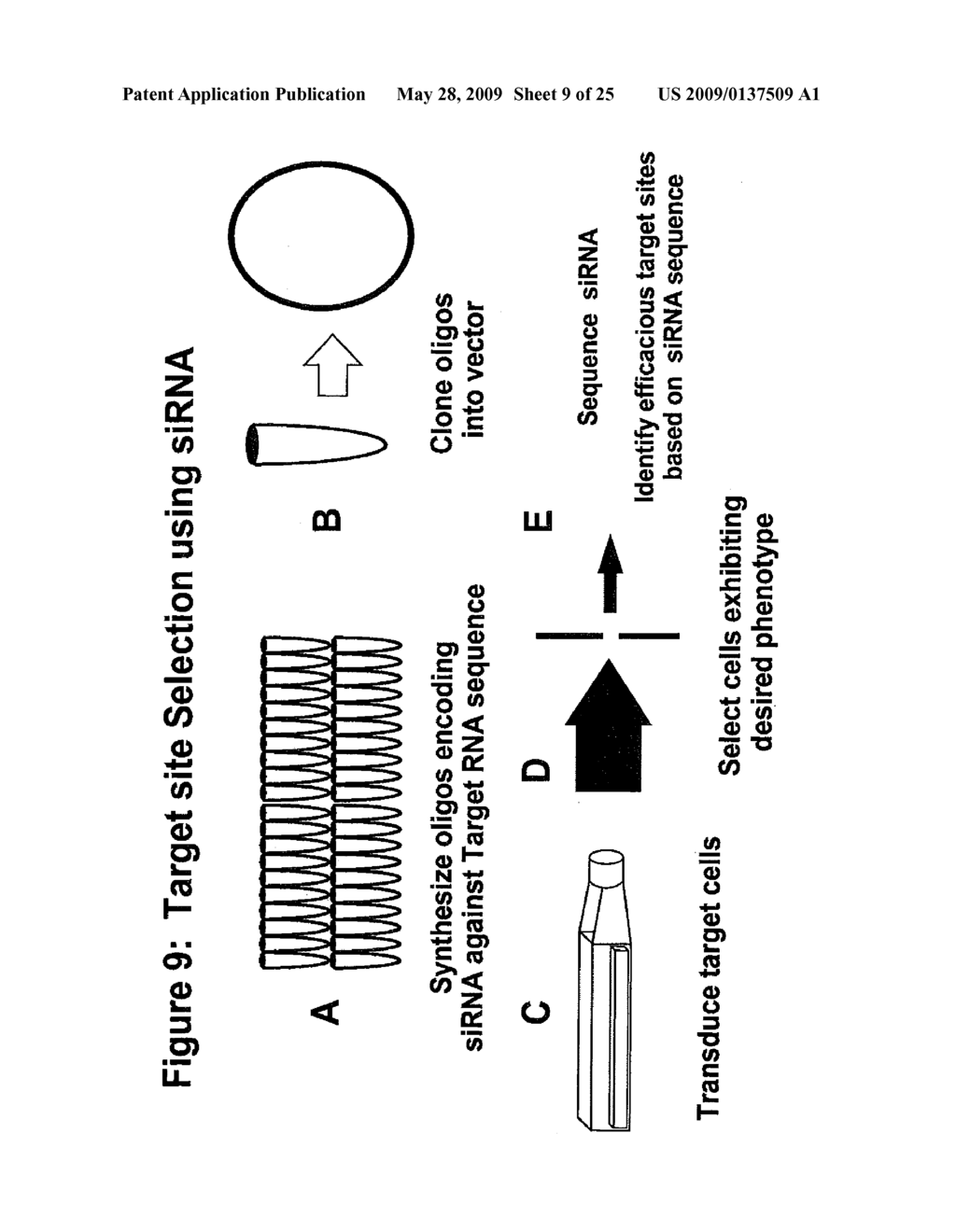 RNA INTERFERENCE MEDIATED INHIBITION OF PROLIFERATION CELL NUCLEAR ANTIGEN (PCNA) GENE EXPRESSION USING SHORT INTERFERING NUCLEIC ACID (siNA) - diagram, schematic, and image 10